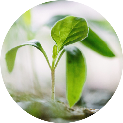 植栽の基本知識
