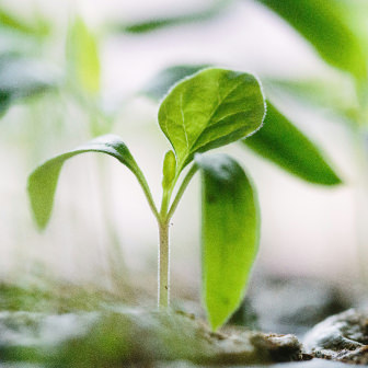 植栽の基本知識